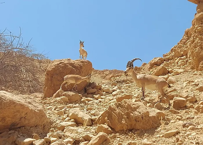 Unique&Warmy Place In The Dead Sea